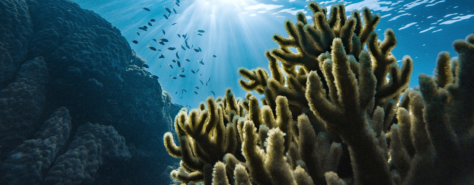 狮子会中水回用、陶瓷膜、石墨烯膜、黑金膜公众号，，，，，，接待您扫码关注！